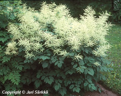  Aruncus dioicus 